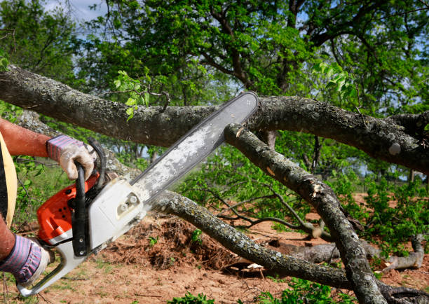 Tree Root Removal in Cologne, NJ